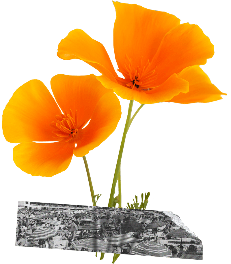 poppies