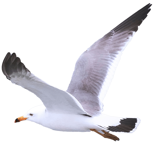 seagull